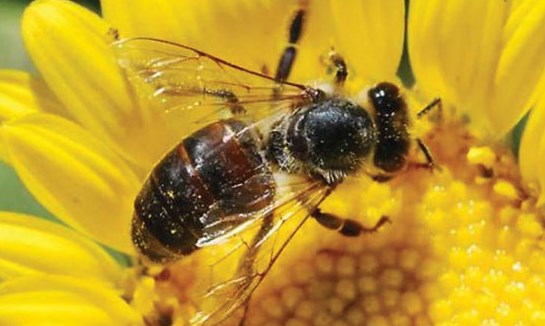 Ong thợ (bài đọc hiểu tiếng Việt lớp 3 - đề số 38) 